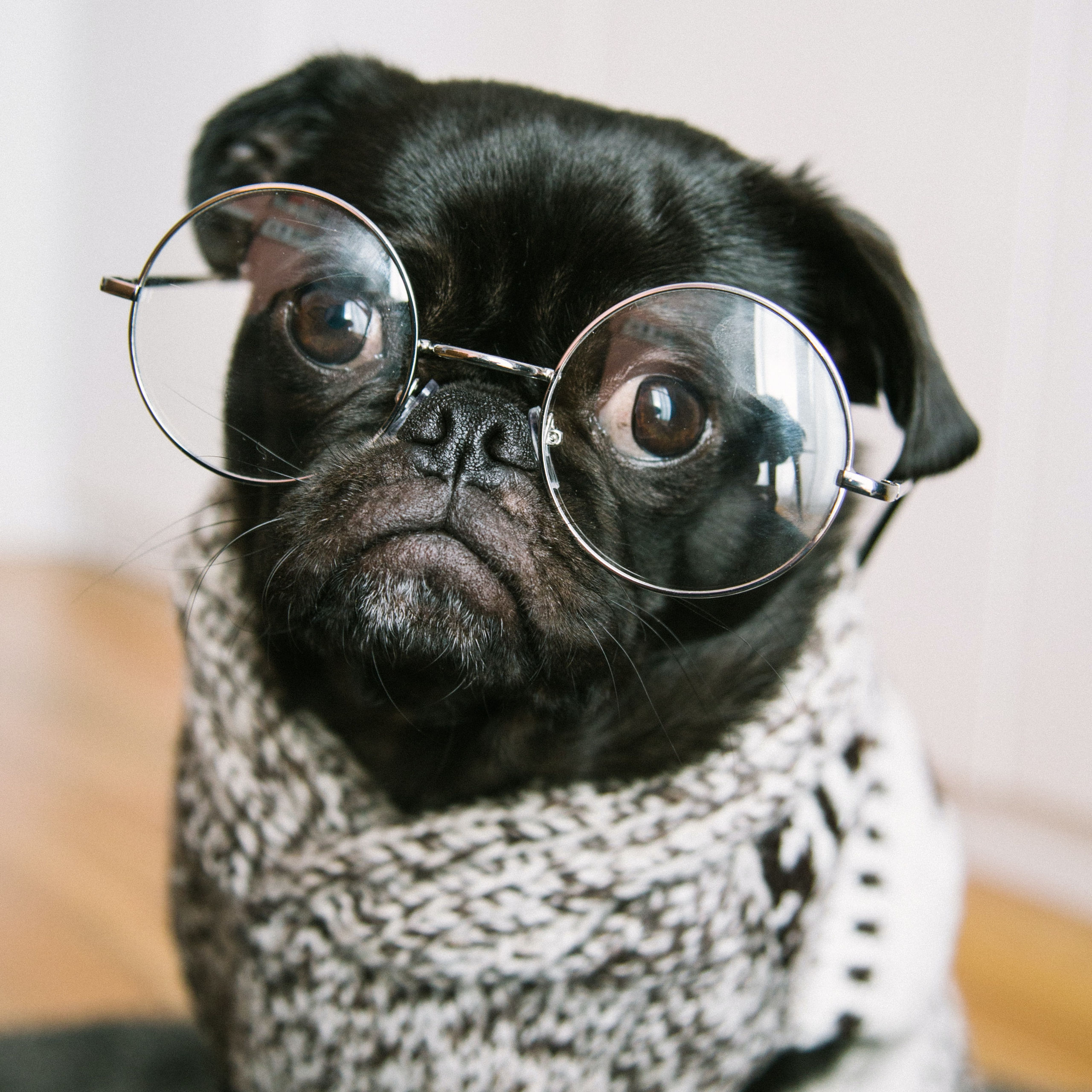 Dog with glasses