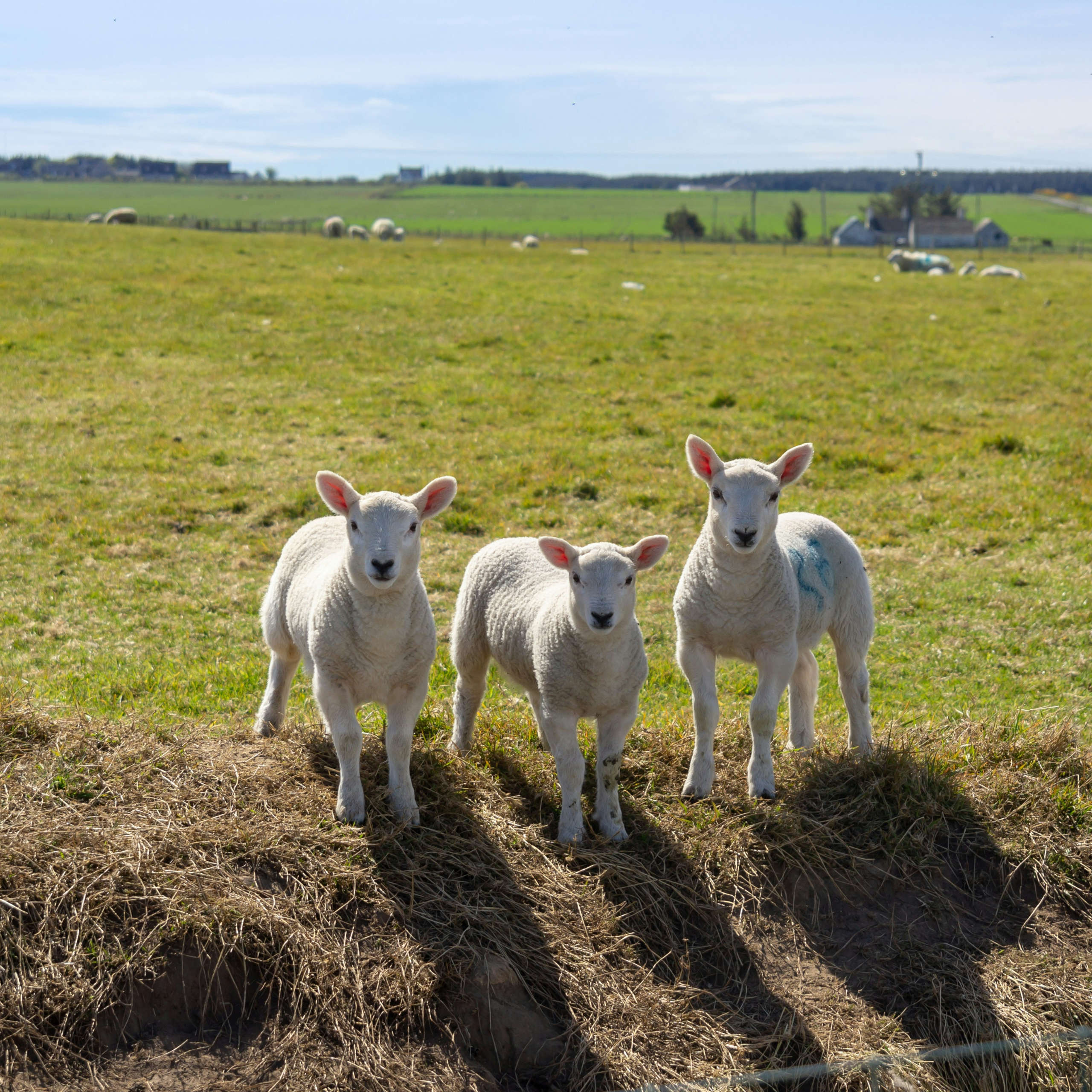 DLegal Law Office - sheeps