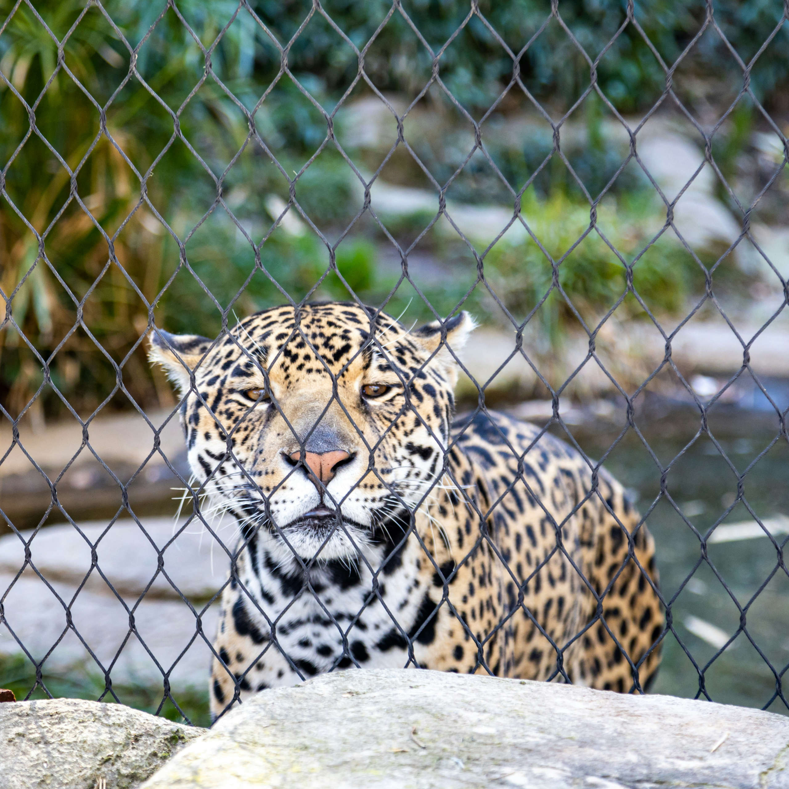 DLegal Law Office - leopard