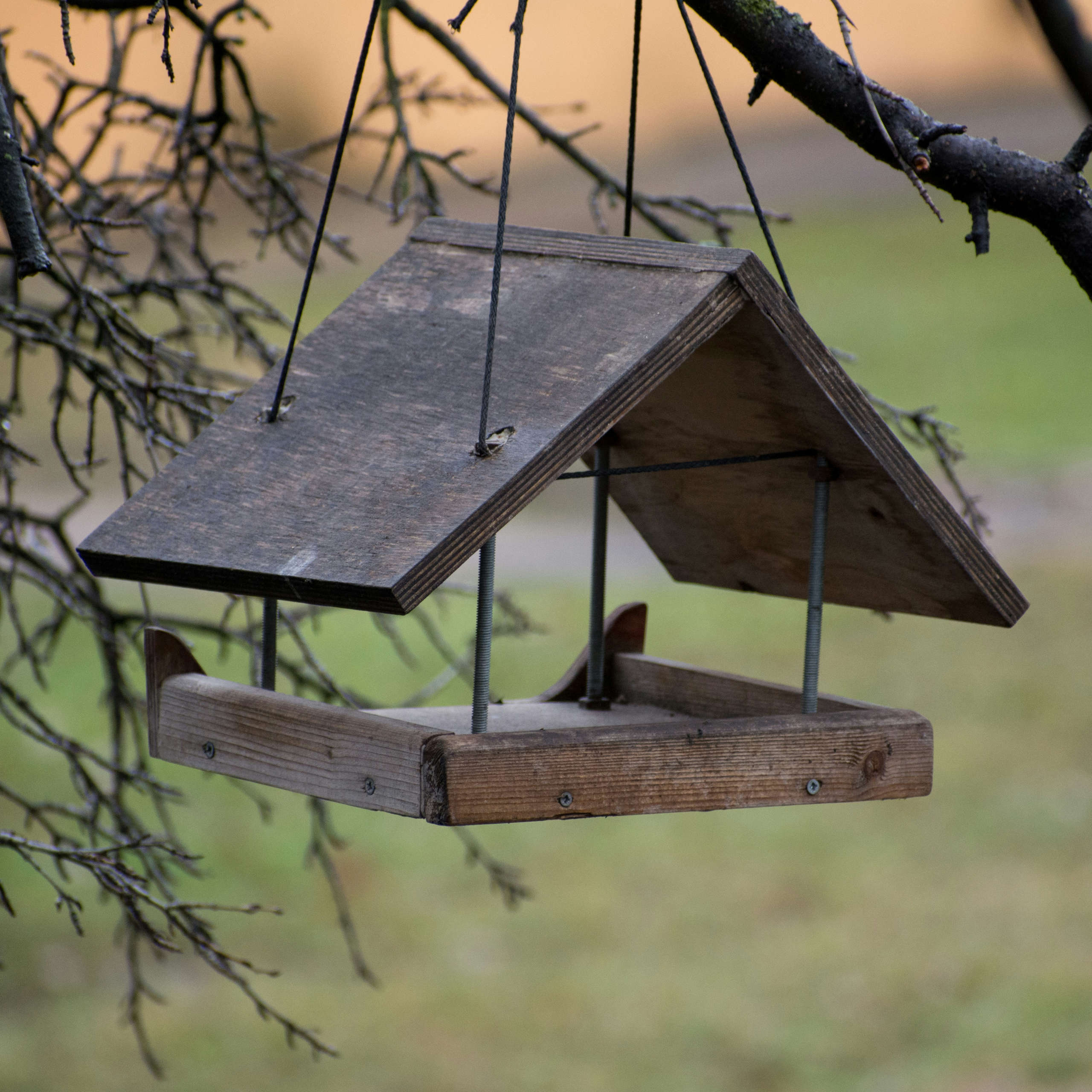 DLegal Law Office - bird house