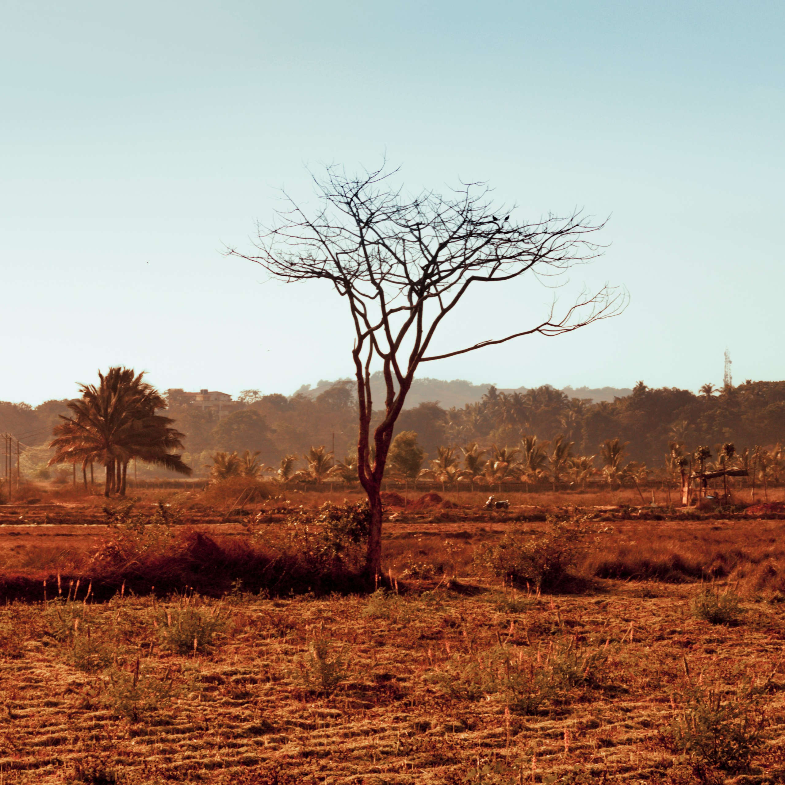 DLegal Law Office - tree