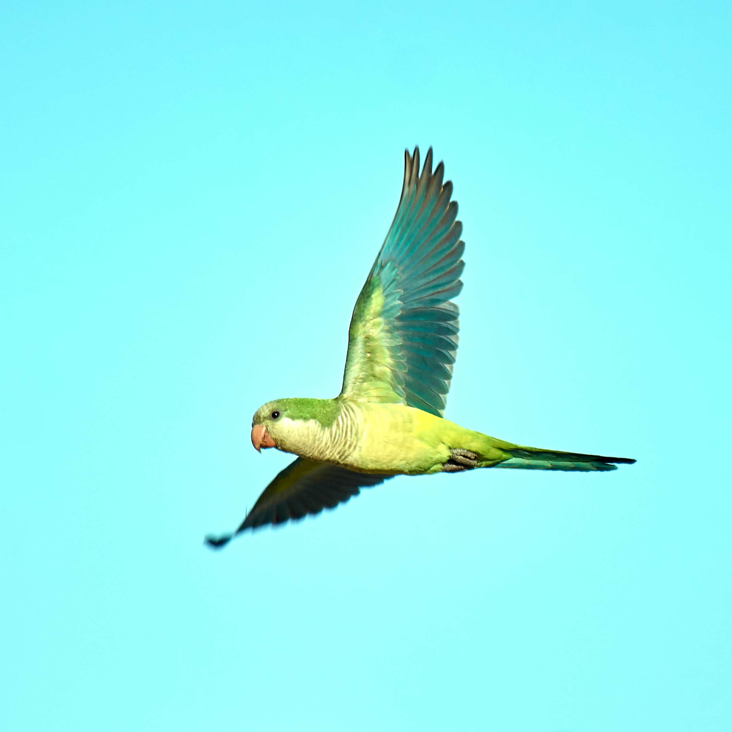 DLegal Law Office - parrot