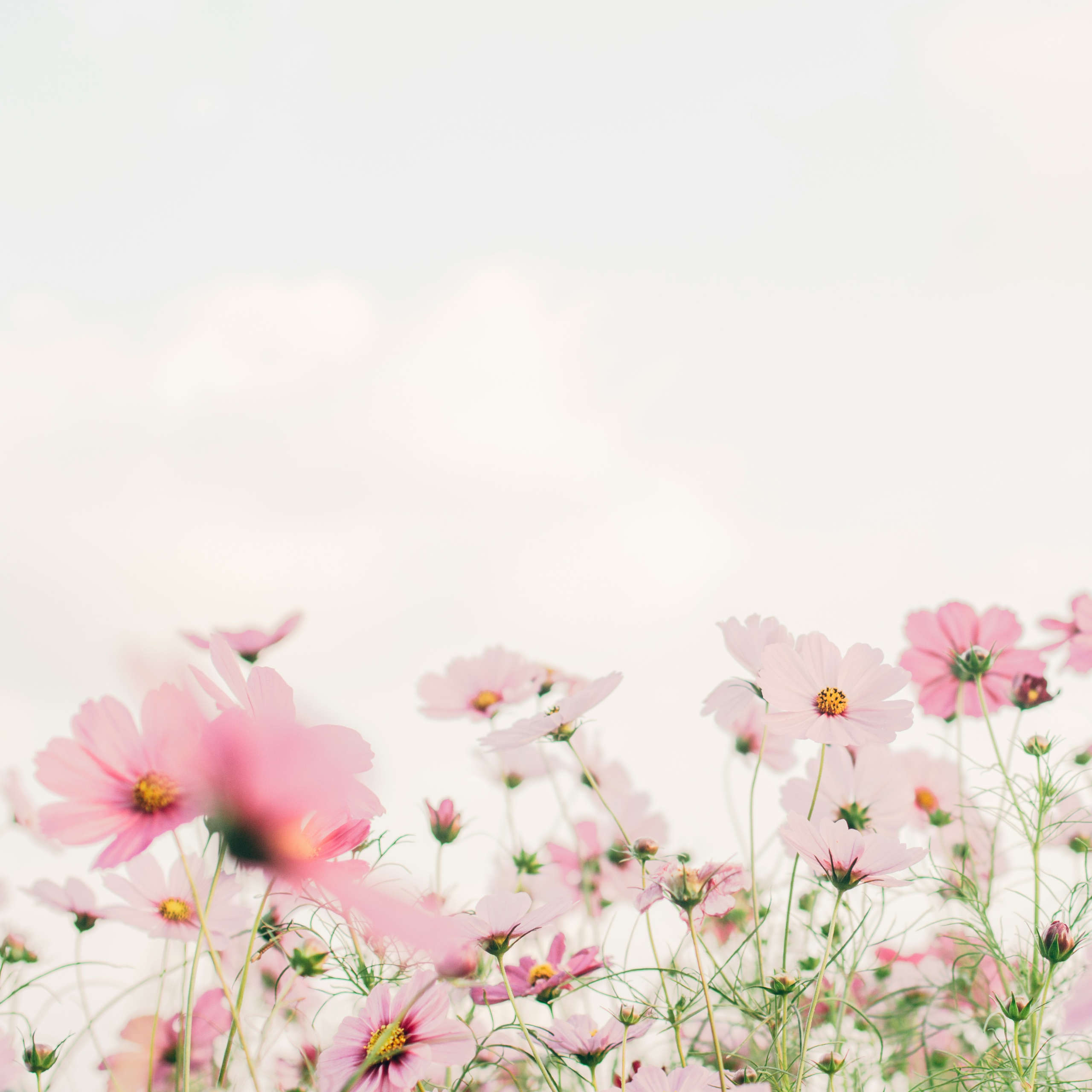 DLegal Law Office - flowers