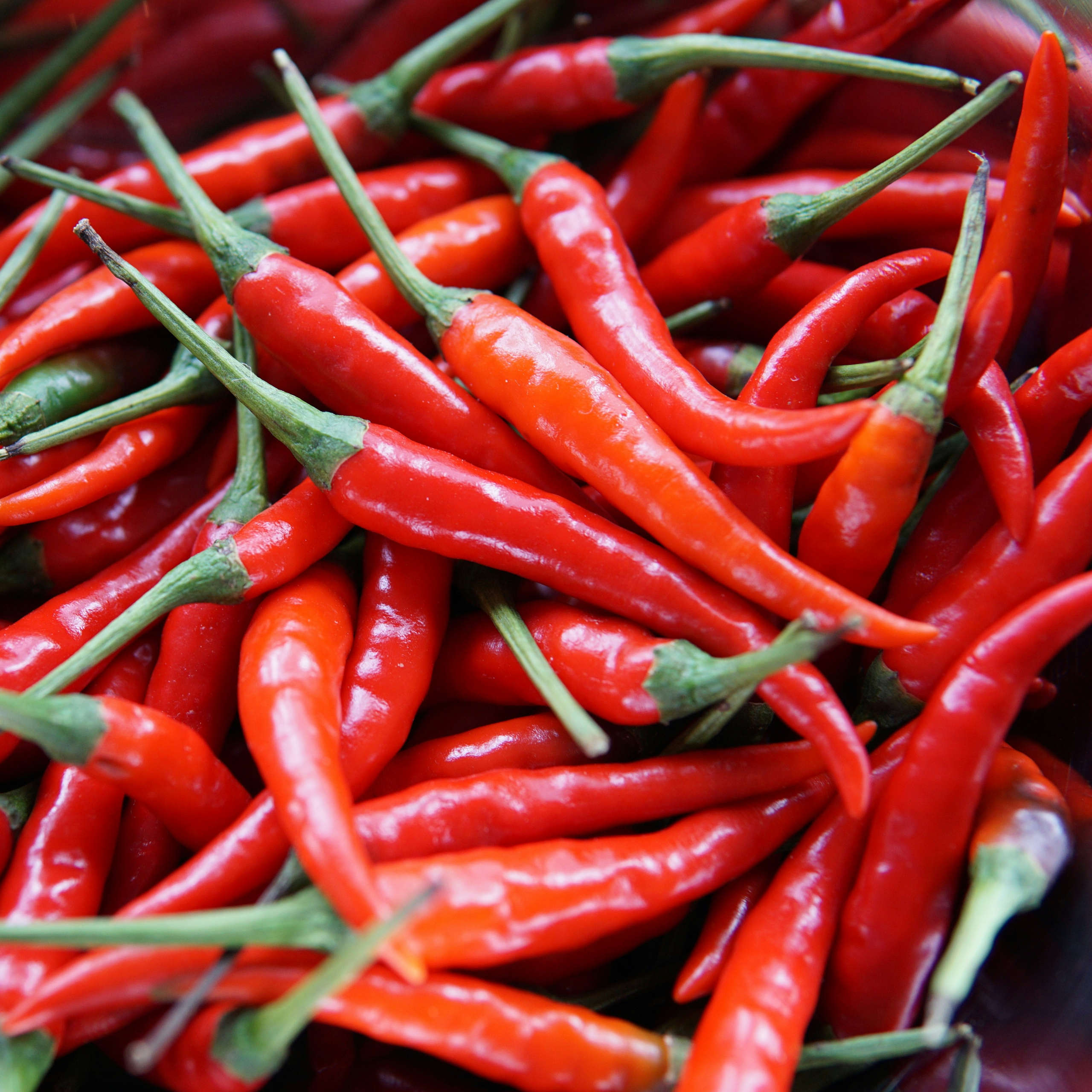 DLegal Law Office - red pepper